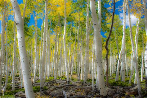 Living Organism Pictures, Images and Stock Photos.